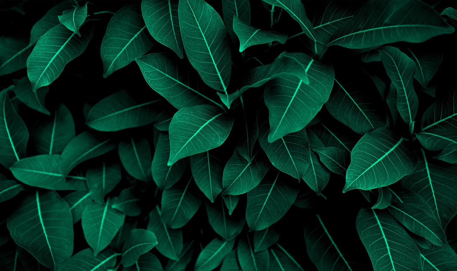 Botanical leaves representing Aveda aromatherapy massage in Marco Island